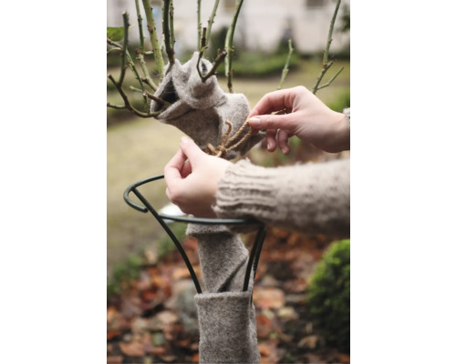 Plante avec protection hivernale en feutre fixée par une corde