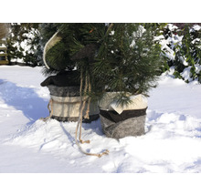 Deux petits conifères dans des paniers en feutre dans la neige.
