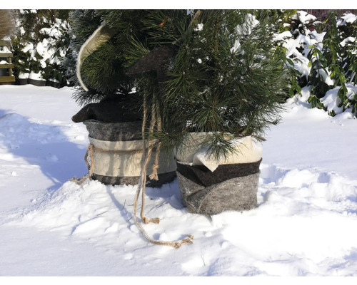 Deux petits conifères dans des paniers en feutre dans la neige.