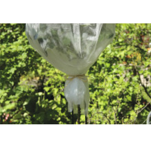 Plante avec voile de protection et lien