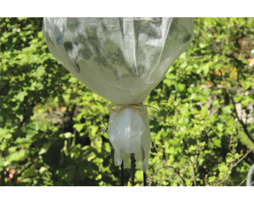 Plante avec voile de protection et lien