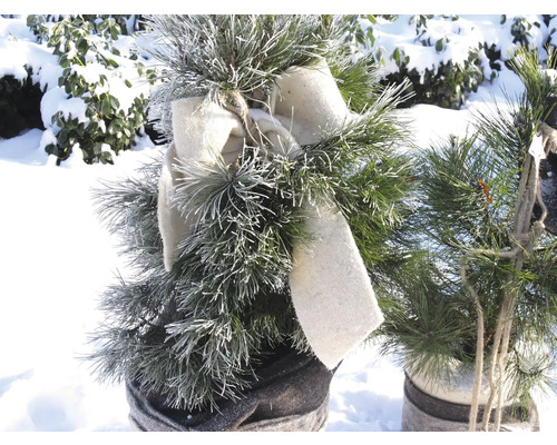 Conifère décorative avec ruban dans un pot
