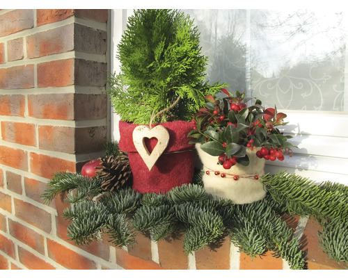 Rebord de fenêtre décoratif avec plantes et branches de sapin pour la période de Noël.