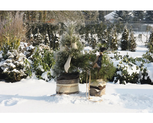 Deux petits sapins de Noël décorés dans la neige