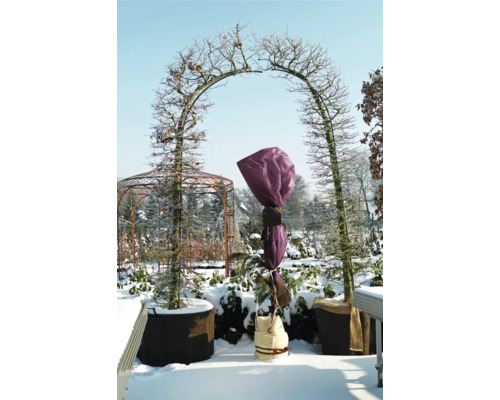 Jardin d'hiver avec arche d'arbre et protection des plantes