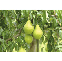 Poires sur l'arbre