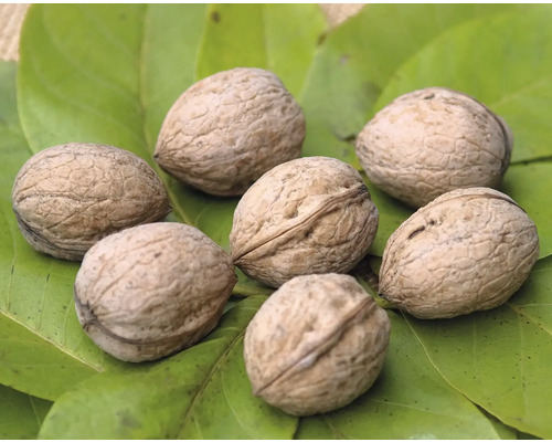 Plusieurs noix sur une feuille verte