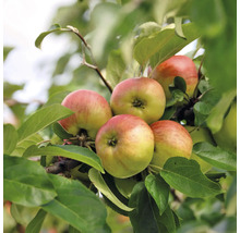 Pommes mûres sur un arbre avec des feuilles