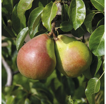 Deux poires sur l'arbre