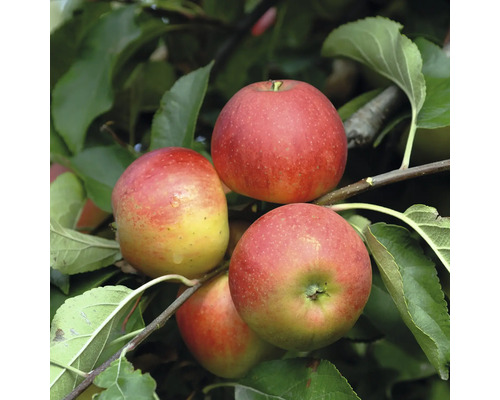 Pommes mûres sur l'arbre avec des feuilles vertes