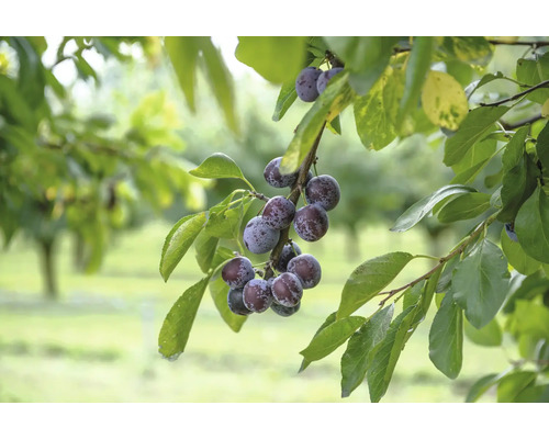 Prunes sur une branche avec des feuilles