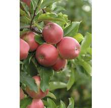 Äpfel am Apfelbaum