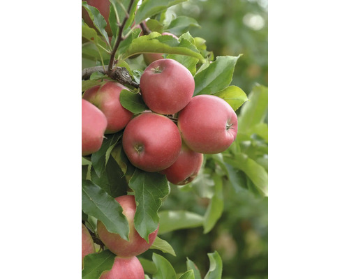 Pommes sur le pommier