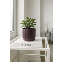 Sukkulente in einem Topf auf einem kleinen Tisch