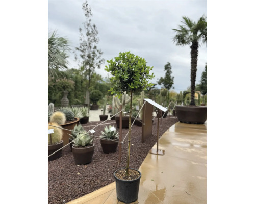 Lorbeerbaum im Topf für den Aussenbereich