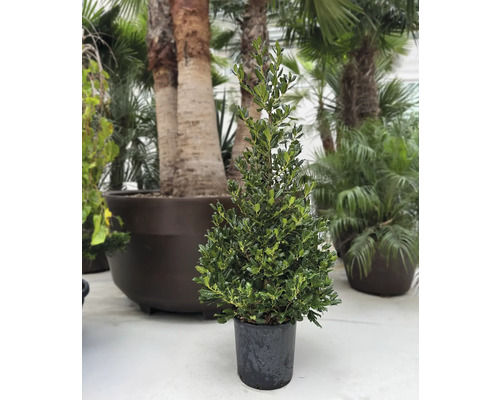 Im Topf stehender kegelförmiger Ilex