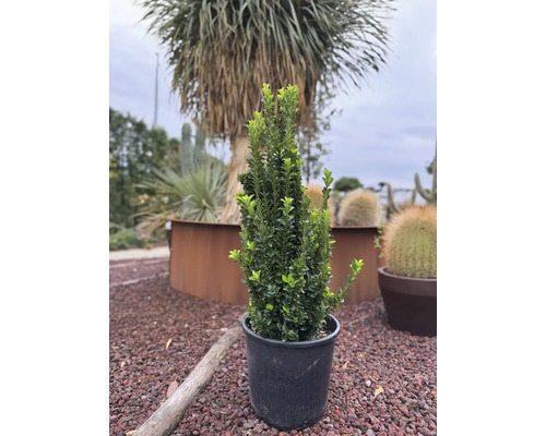 Buis cultivé en pot