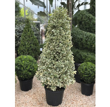 Fusain en pot de forme conique pour le jardin