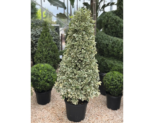 Im Topf gezogener Spindelstrauch mit Kegelform für den Garten