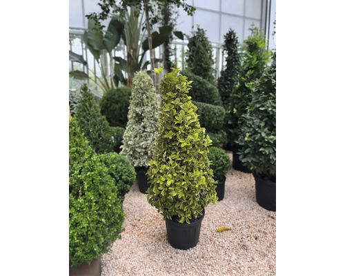 Verschiedene Formschnittgehölze in Töpfen