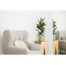 Sessel mit Kissen und Topfpflanze auf einem Holztisch