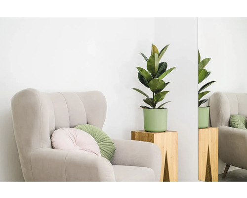 Sessel mit Kissen und Topfpflanze auf einem Holztisch