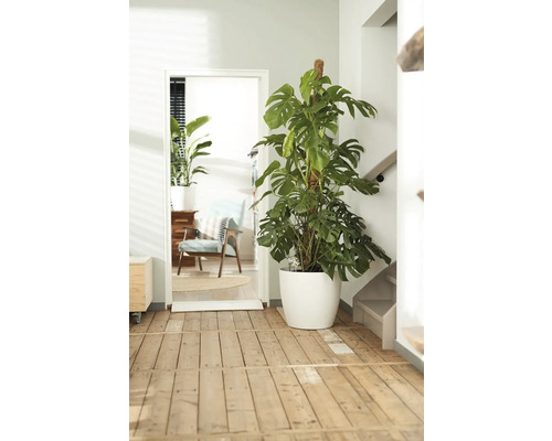 Scène d'intérieur avec un Monstera en pot blanc près d'une porte.