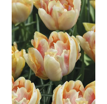 Nahaufnahme von gelblich-roten Tulpenblüten