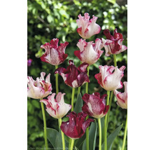 Tulpen mit geflammten Blütenblättern im Garten