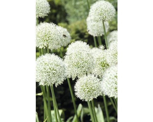 Dekorative Zierlauchgewächse im Garten