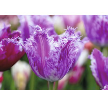 Nahaufnahme einer lila gefiederten Tulpe