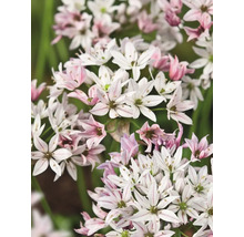 Nahaufnahme von Sternkugel-Blüten
