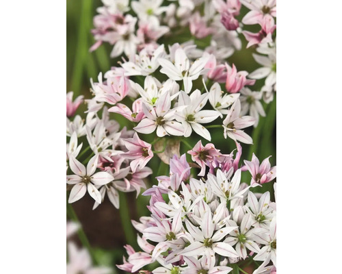 Nahaufnahme von Sternkugel-Blüten