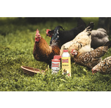 Produits de soin pour animaux Ballistol avec des poules dans l'herbe