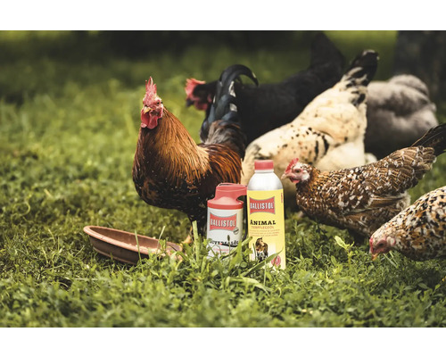 Produits de soin pour animaux Ballistol avec des poules dans l'herbe