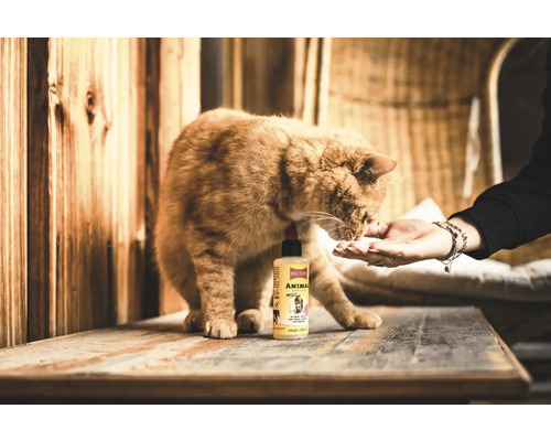 Chat lèche dans la main à côté d'une bouteille d'huile d'entretien pour animaux Ballistol Animal