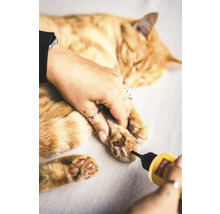 Chat recevant des soins des griffes avec un outil