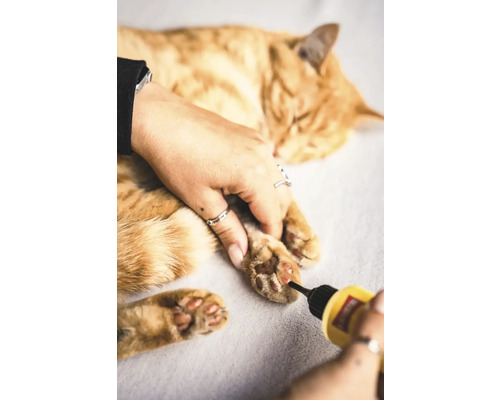 Chat recevant des soins des griffes avec un outil