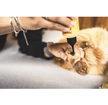 Une personne applique une solution sur la patte d'un chat