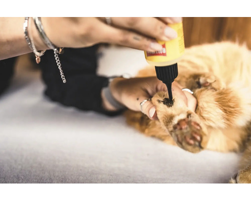Une personne applique une solution sur la patte d'un chat