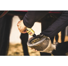 Un soigneur applique de l'huile pour sabots sur le sabot d'un cheval