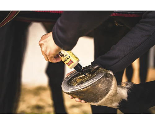 Un soigneur applique de l'huile pour sabots sur le sabot d'un cheval