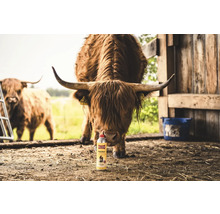 Vache Highland devant l'huile de soin pour animaux Ballistol