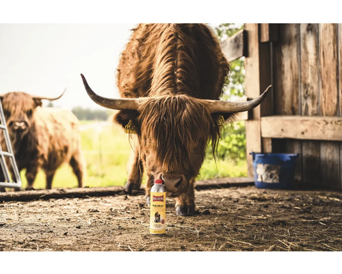 Vache Highland devant l'huile de soin pour animaux Ballistol