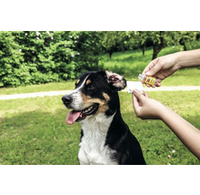 Chien recevant des soins d'oreille avec un agent de nettoyage