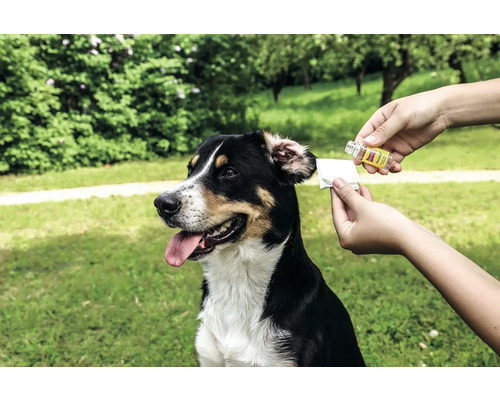 Chien recevant des soins d'oreille avec un agent de nettoyage