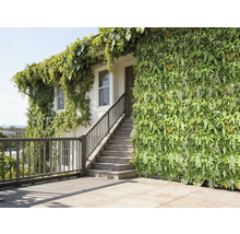 Façade de maison avec jardin vertical et plantes grimpantes