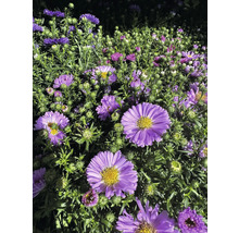 Nahaufnahme von lila Herbstastern im Garten.