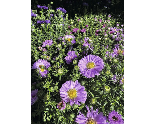 Gros plan sur des asters d'automne violets dans le jardin.