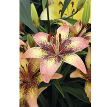 Nahaufnahme einer gefleckten Lilienblüte